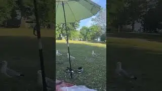 #FamilyFunToronto #TorontoBeaches#AmusementParkFun #TorontoFerry#viral short#centreisland