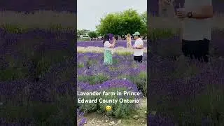 Lavender Farm in Ontario🇨🇦