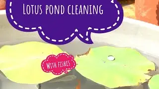 Lotus pond cleaning with fishes