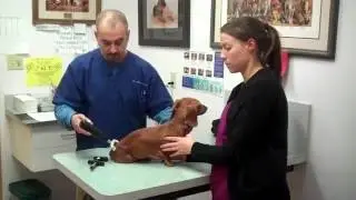 A Visit With Dr. Savko-paralyzed dachshund now walking! animal chiropractic vom