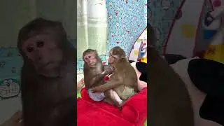 Monkey Asher taking care of Sam boy on the sofa bed #shorts