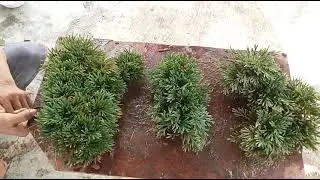 M816 gl l&ocirc; cỏ trường sinh 100k LH 0707713796 Khương bonsai 