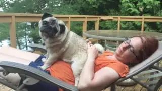 Dewey The Pug Teaser Trailer