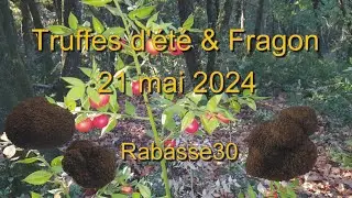 Truffes d’été & Fragon