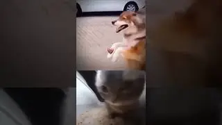Funny dogs, funny 64 #funny #mastervideo #shorts