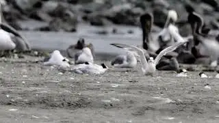 Elegant Tern tern with prey and juvenile
