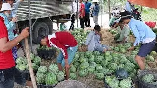 Watermelon Harvest - Saigon Tour Farm Vietnam 2018