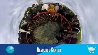 Moo-ove Over...Snack time for cows in VR/360