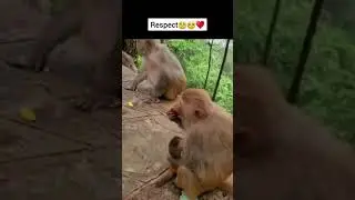 This Monkey's 🐵🙇&zwj;♂️ Caring Towards Her Baby 🤐💖💯 Is Heart Melting 🥺❤️&zwj;🔥