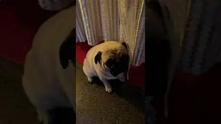 #pug #dog #dogshorts #shorts #trending #llaggaye #life #music #entertainment #pets #love #viral