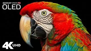 ANIMAL REALM 4K ULTRA HD &ndash; HDR Wildlife Relaxation | 60FPS Instrumental