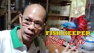 Secrets of Successful Betta Fish Breeding Revealed