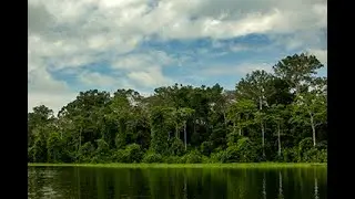 Flooded Forests of the Amazon