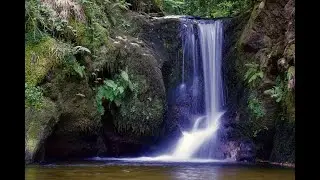 Deep Forest Meditation   Relaxing Nature Sounds 4K