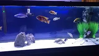 125 Gallon African Cichlid Predator Tank
