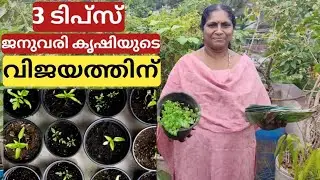3 tips for the success of plants planting in January | 3 കാര്യങ്ങൾ ജനുവരി കൃഷി വിജയിപ്പിക്കാൻ