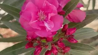 Beautiful flowers and gardens in Salalah Oman