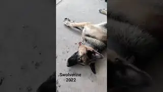 #germanshepherd Swolverine