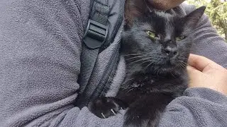 Jealous Street Cat Jumps Into My Lap, Hugs Me, and Chases Other Cats Away!