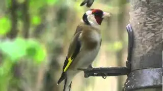 Distelfink im heimischen Garten