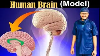 Human brain anatomy in Hindi & Urdu/Cerebral hemispheres/Cerebrum/Thalamus/ Hypothalamus/Brainstem