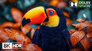 Surrender to the Wonders of Nature in 8K HDR Dolby Vision 60FPS