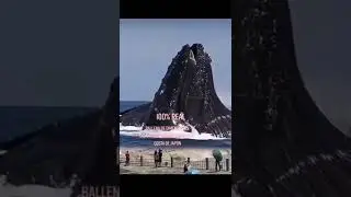 😱 OCURRI&Oacute; DE VERDAD 😳 #shorts #lossupertops #ballena #tiburones #animales #animal