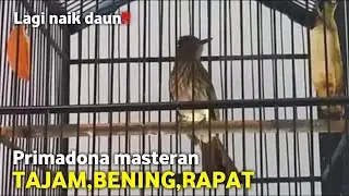 Pedas gila‼️tembakan cucak rawis tajam bening tiada tanding‼️