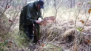 Les cèpes de novembre 2019 dans le Médoc .