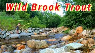 Small Stream Dry Fly Fishing | High Elevation Brook Trout