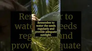 The Ultimate Guide to Growing Palm Trees from Seed 🌴💯