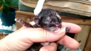 O DIA QUE MEUS GATINHOS NASCERAM