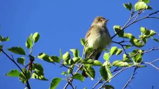 Willow Flycatcher