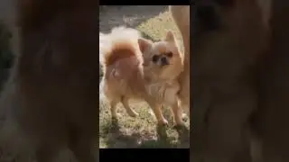 Chihuahua Dog Video | The smallest Dog | The Cutest Dog #shorts #chihuahuas