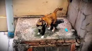 Watch This Cat's Sneaky Escape!