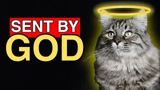 WHY YOUR CAT IS A SPIRITUAL GUARDIAN AND NOT JUST A PET!😺