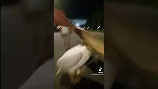 Big white bird almost bites lady with big beak tiktok #tiktok #funny #meme #animal #bird #trending