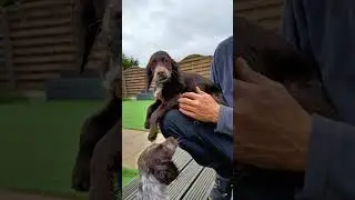working 💪 spaniels #puppies