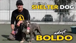 the TRUTH about PITBULLS in SHELTERS - Adopt BOLDO