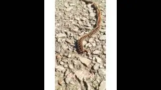live chain  or caterpillar on a walk