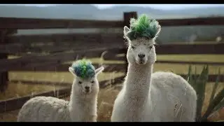 Galaxy Note10+ Official Film: Alpaca