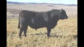 Lot 11 - NRO21S22 Rosskin Loch Up S22