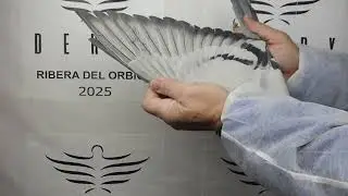 94&ordm; EXTRA FINAL 700 KM: ESP 288142    T&Aacute;NDEM MONTESINO & CANDEAL