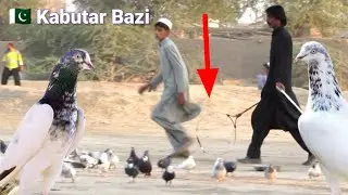 Kabootar Bazi Video  | Tank City Kabutar | High Flying Pigeons Competition | Desi Kabootar Bazi