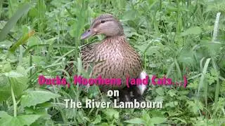 Duck, moorhens & cats on the River Lambourn