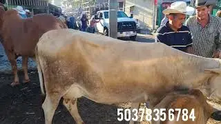 Tiangue San Rafael Cedros Febrero 22 Del 2025