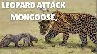 Small but Deadly: Mongoose vs Leopard Battle