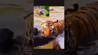 Ссоры с животными, о которых вы, вероятно, не знали ~ Тигры против медведей-губачей #исследовать ...