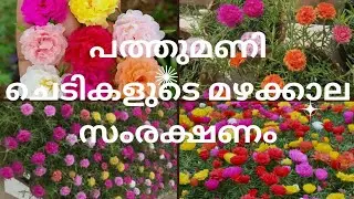 Tablerose care in rainy season | പത്തുമണി ചെടികളുടെ മഴക്കാല സംരക്ഷണം