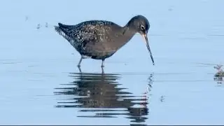 Spotted Redshank 4K